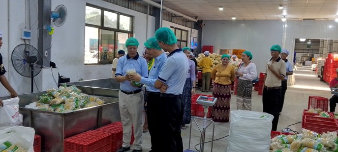 Field Inspection by Yangon Region Investment Monitoring Team